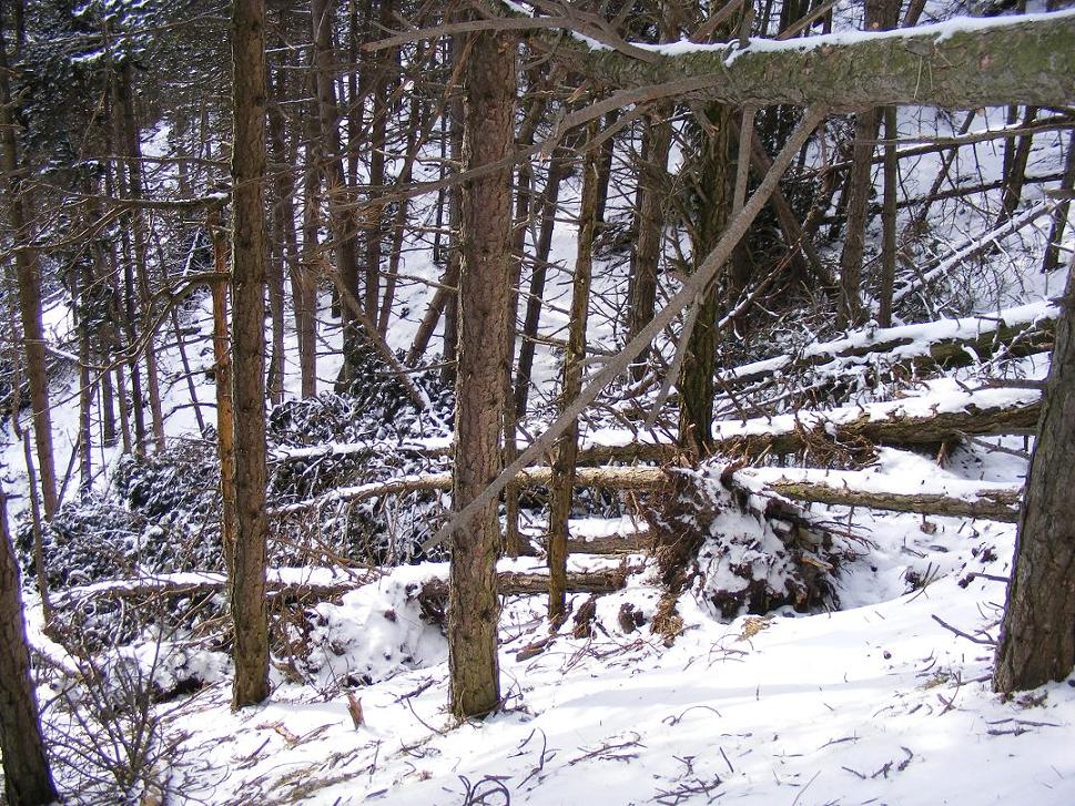 Nel bosco, una inutile strage.